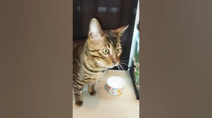 Watch the video about Exotic Savannah & Bengal Cats & Kittens