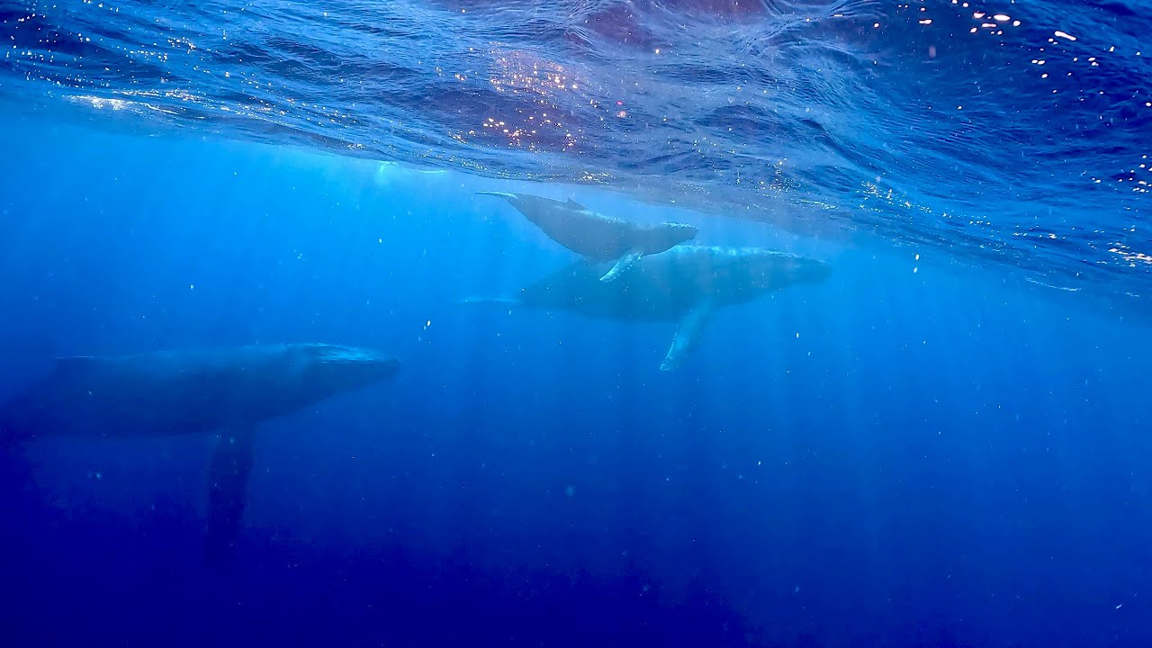 沖縄・沖縄本島・ホエールスイム2026