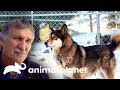 ¡Dr.Jeff opera a un lobo salvaje! | Dr. Jeff, Veterinario | Animal Planet