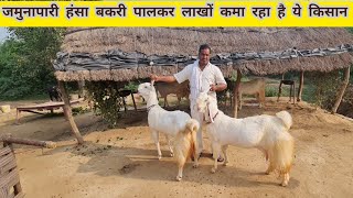 Jamunapari Hansa Goat Chambal Ki Rani | Land Of Etawah Jamunapari #goatfarming