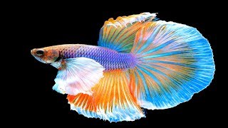 I Bought Two Show Quality Bettas - I don't think they are show quality, do you?
