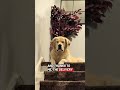 Odin is asking some real questions! #funny #cute #amazon #delivery #goldenretriever #grumpycat