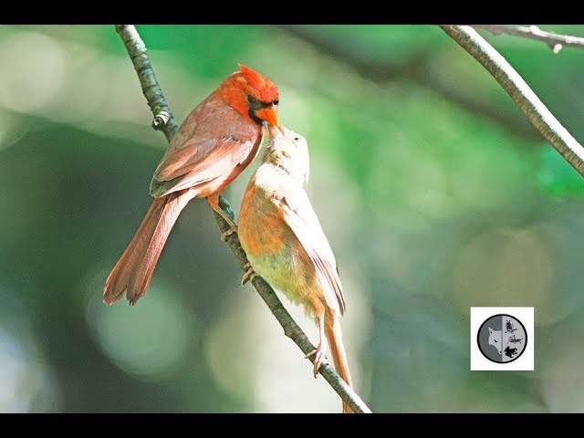 Vaillant Cardinal Rouge Brave Northern Cardinal Youtube Vaillant Cardinal Rouge Brave Northern Cardinal Youtube