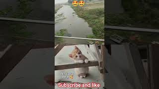 #cat #funny #vairalshort #riverside 🥰😍😍🤩🤗🤗😚😚🤣🤣🤣😂🤓😘😘😘😘