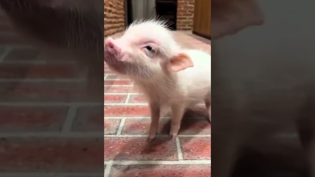 I brush my pig's teeth