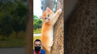 Cc Littlekitten21 Funny Cute Cat