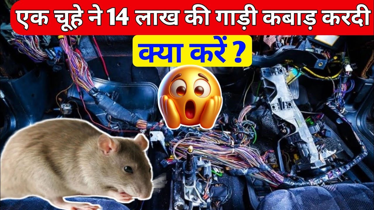 rat cutting wires in car / 14 लाख की गाड़ी को कबाड़ करदिया चूहों ने # ...