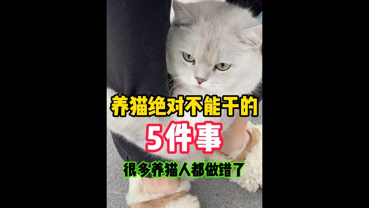 养猫绝对不能干的5件事，很多养猫人都做错了！ #新手养猫 #养猫经验分享 #养猫知识 #科学养宠攻略 #猫咪驱虫
