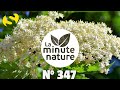 10 plantes utiles sur 10m2 avec christophe de hody lechemindelanaturelachaine  no 347