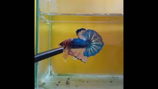 Download Lagu Plakat Top Grade MP3