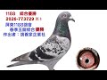 鴿養家企業社-全台獨家首拍會2026-773729斑公，本身1188鴿會五關綜合優勝。#恆盟賽鴿網 #鴿養家企業社#完翔鴿#拍賣鴿