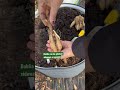 Planting dahlia tubers