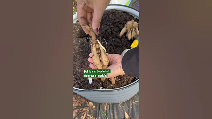 Planting Dahlia tubers - DayDayNews