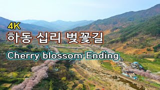 [Hello travel TV]하동 십리 벚꽃길, Cherry blossom road, 桜の道,  樱花路, Vägen för körsbärsblom, طريق أزهار الكرز