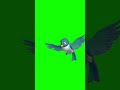 Animal Bird Flying Green Screen First Green Screen Firstgreenscreen 