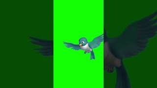 Animal Bird Flying Green Screen | First Green Screen | #firstgreenscreen