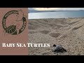 Baby Sea Turtles