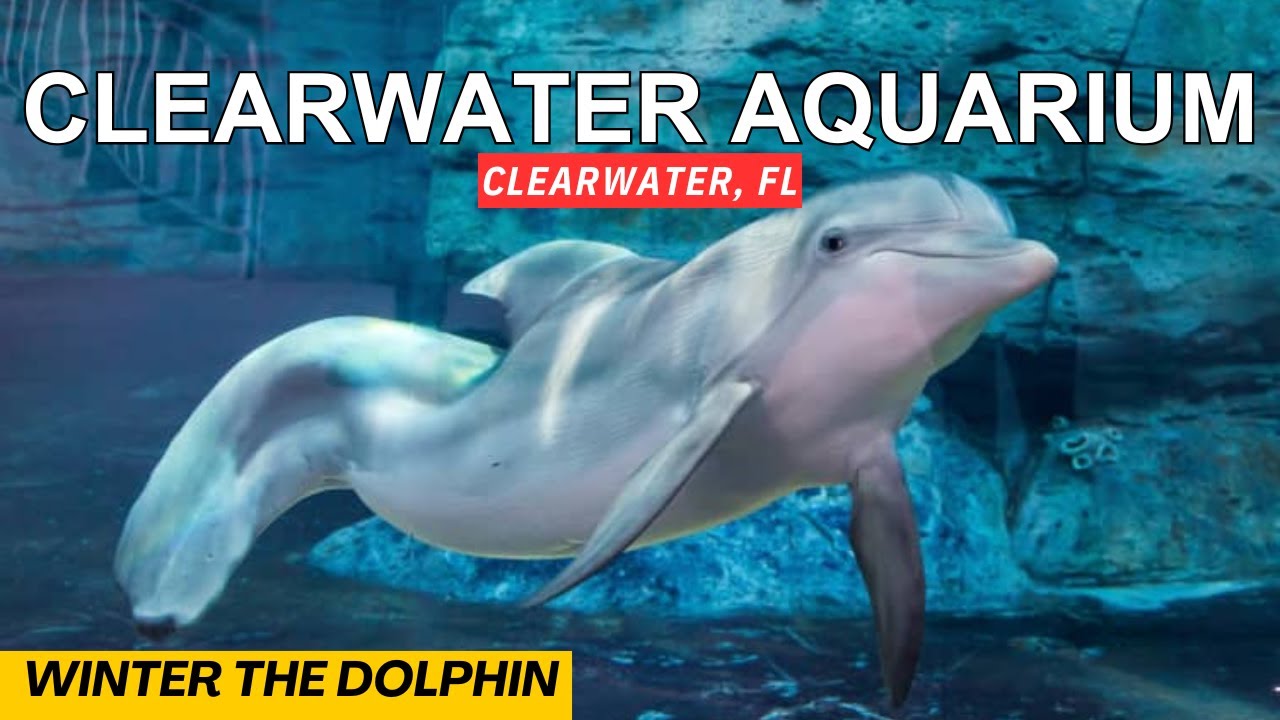 Clearwater Marine Aquarium | Ultimate Aquarium Tour (4K) | Clearwater, Florida