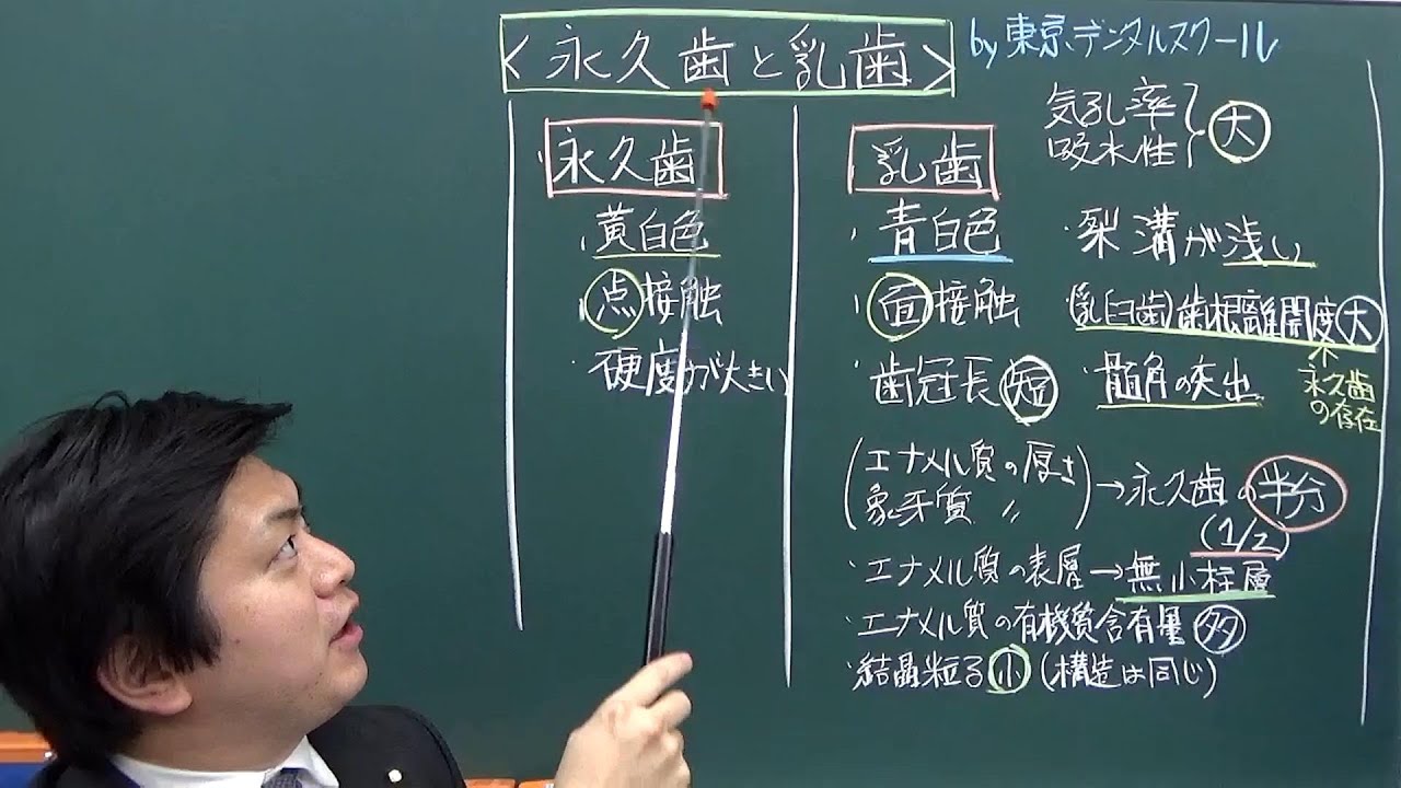 永久歯と乳歯の特徴　３分で分かる歯の解剖学