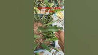 wp6370850620 contact for rare variety plant #shorts #viralvideo #dragonfruitplant #subscribe