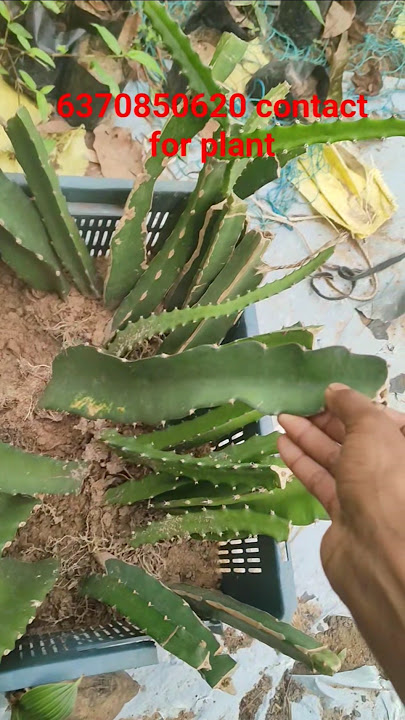 wp6370850620 contact for rare variety plant #shorts #viralvideo #dragonfruitplant #subscribe
