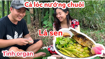 Tình organ | cá lóc nướng cuốn bánh tráng ăn với lá sen siêu ngon món ăn dân dã miền Tây