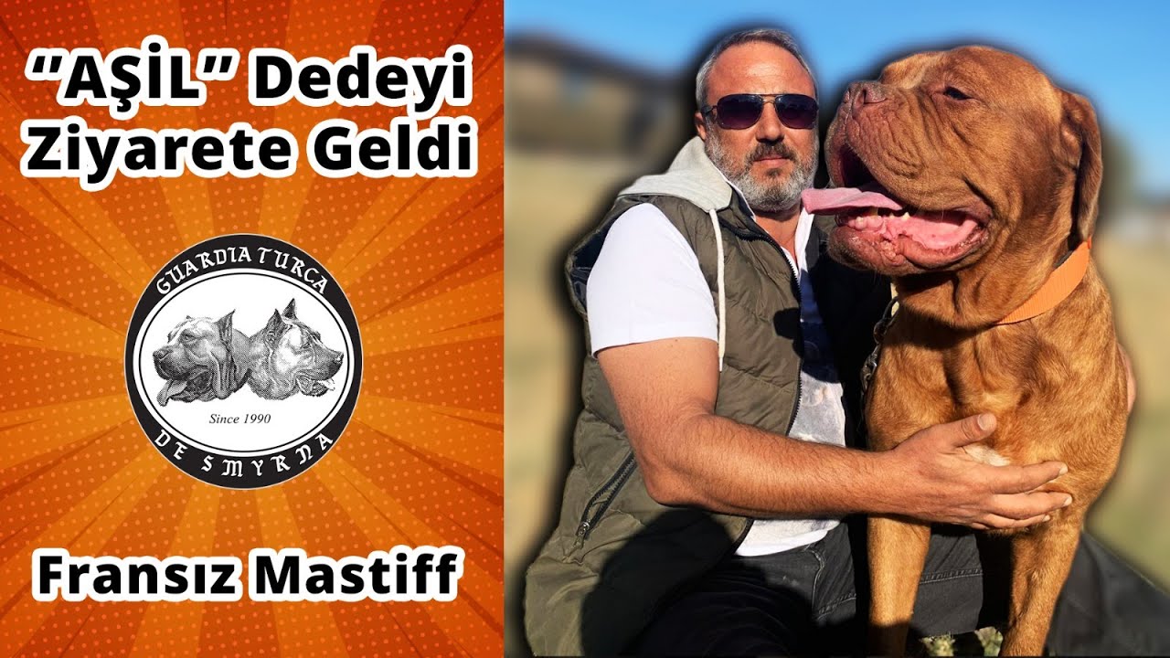 Fransız Mastiff Aşil, Dedeyi Ziyarete Geldi (Dogue de Bordeaux)