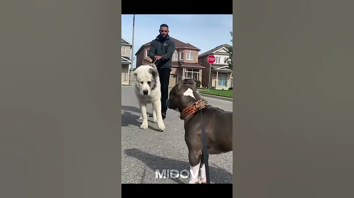 These Dogs Has No Fear 💀