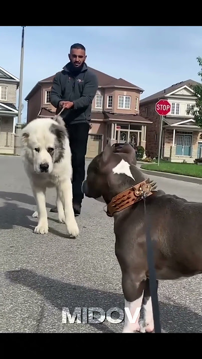 These Dogs Has No Fear 💀