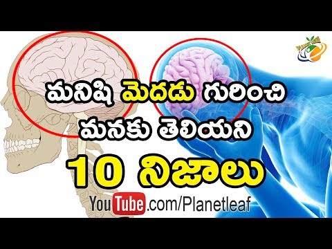 Top 10 Unknown And Mind Blowing Facts About Human Brain | మనిషి మెదడు గురించి 10 షాకింగ్ నిజాలు | CC