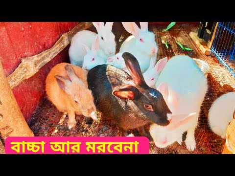 ভিডিও: খরগোশের যত্ন নিতে কত খরচ হয়?