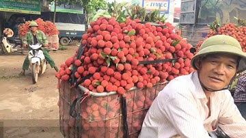 Lục Ngạn Tắc Đường Mùa Vải Thiều | Lê Quang Dũng