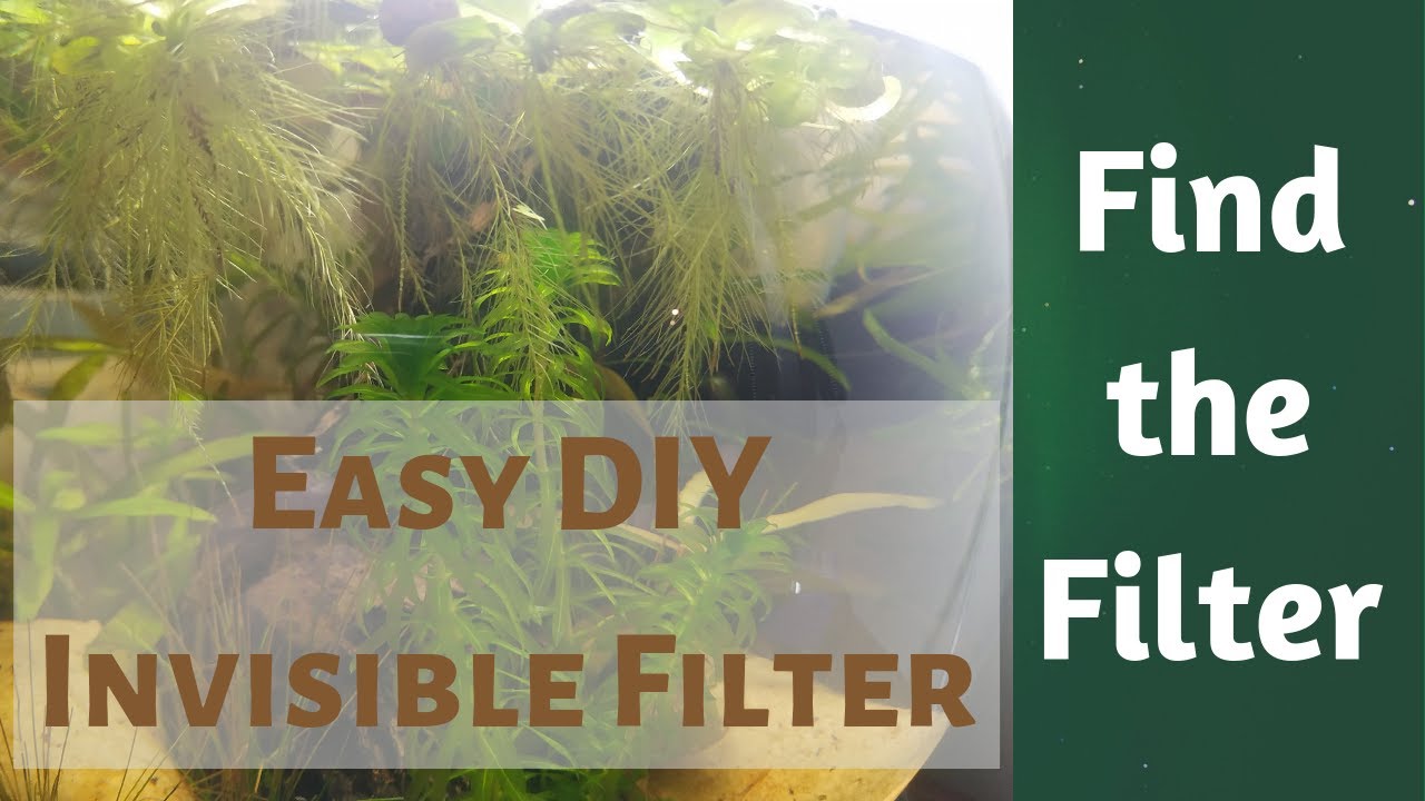 How To Make An Invisible Filter For Your Fish Tank Or Aquarium Bowl In 3 Minutes Diy Video