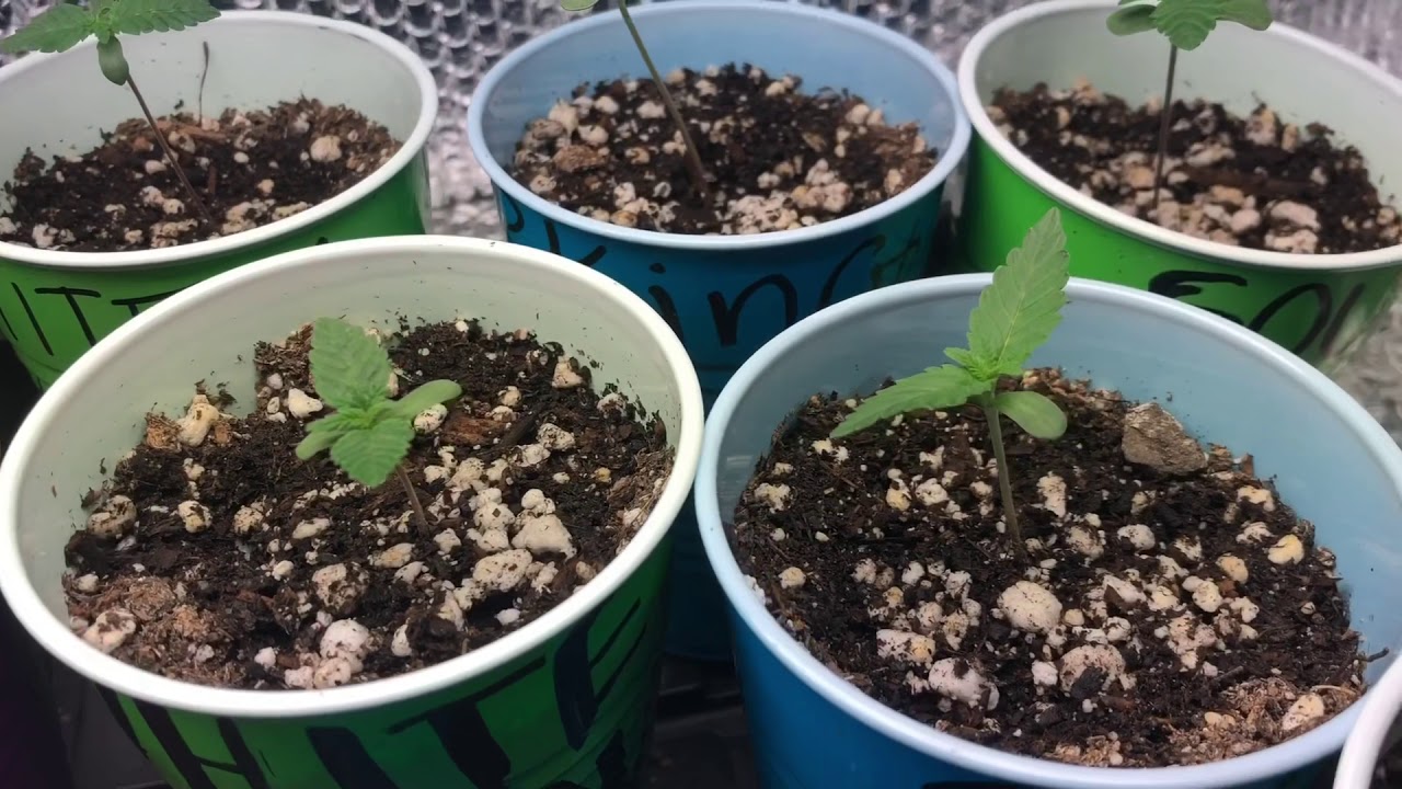 Cannabis grow 2019 seed to harvest