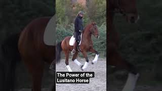 Stunning Bay Lusitano: Pure Elegance and Power