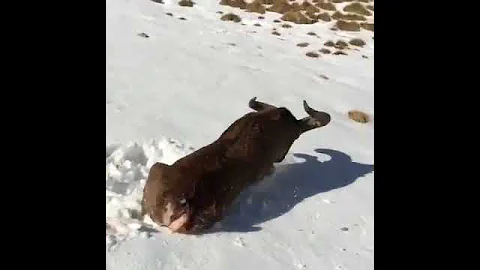 Дагестанский тур (раненный