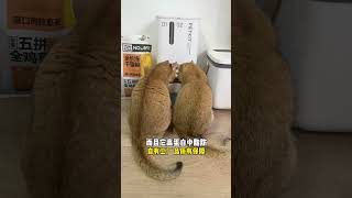 【牛奶是只猫】救命……这下真的是妹妹之家了！😭