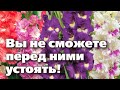 10 ОЧЕНЬ КРАСИВЫХ СОРТОВ ГЛАДИОЛУСОВ