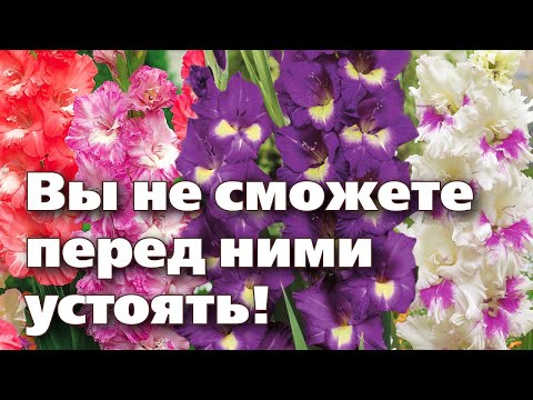 Видео: Гладиолус с плочки