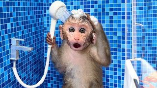 Monkey Baby Bon Bon oes to the toilet and plays with Ducklings in the swimming pool