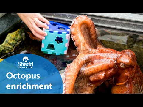 octopus-enrichment