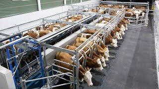 Sezer 2x15 Anahtar Teslim Süt Çiftlik Projesi | Sezer 2x15 Turn Key Dairy Farm | Ordenha Mecanizada