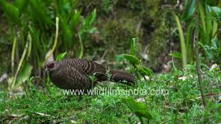 Kalij Pheasants gambol all protected in Arum Lily flower fields at wildfilmsindia Motidhar sanctuary by WildFilmsIndia 537 views 1 day ago 3 minutes, 13 seconds