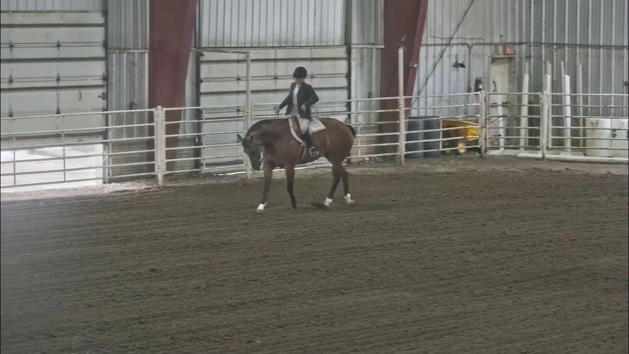 Saunders County Fair Horse Show 2023 YouTube