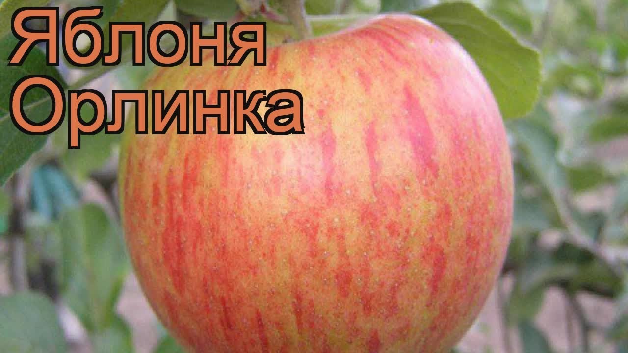 Яблоки Орлинка Описание Фото