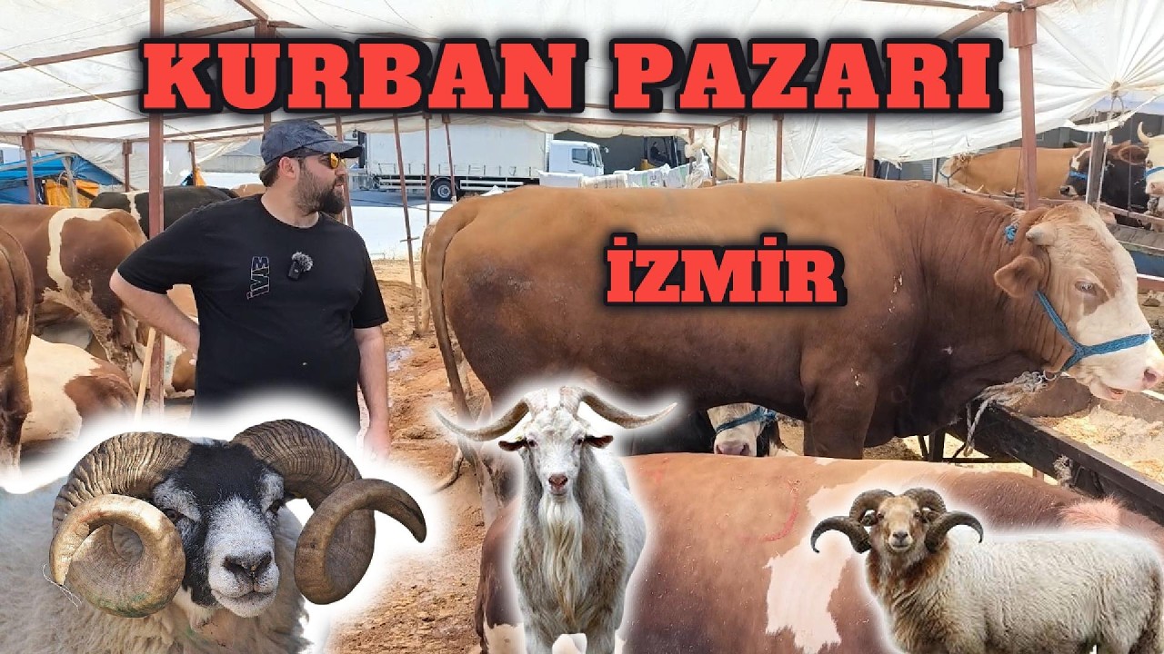 KURBAN PAZARI İZMİR FİYAT SORMAK BİZİM İŞİMİZ #167