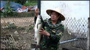Dọn Lại Hồ Cũ, Săn Được Cá Khủng Và Bữa Nướng Đồng Quê (Giant Fish Hunt, Rustic Countryside Grill)