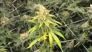 Flower Room Day 56