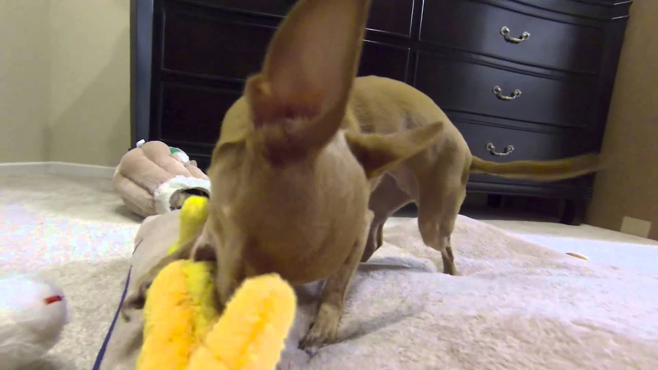 stuffed animals for emergencies Sara's Birthday Presents