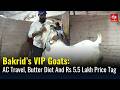 AC Travel, Butter Diet And Rs 5.5 Lakh Price Tag, Bakrid’s VIP Goats In Bhopal Draw Buyers | News